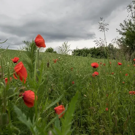 Dobranocka W Leleszkach פסים